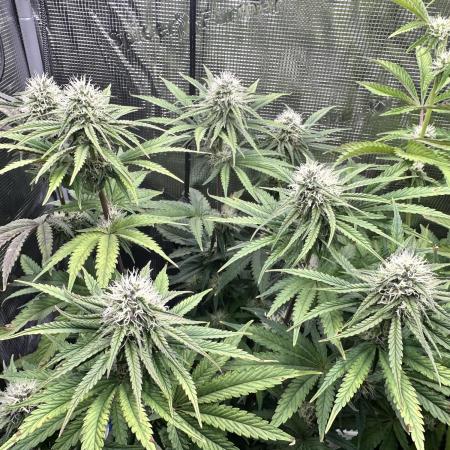 The Sweet White Candy One