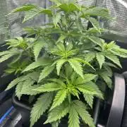 Sticky Broccoli 🥦 Eternity GrowCup