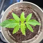 Canna-Community-Grow Shishka Lemonade 🍋