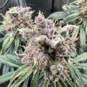 The Sweet White Candy One