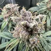The Sweet White Candy One