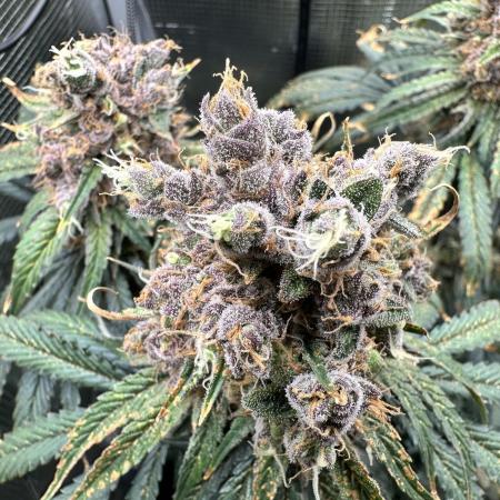 The Sweet White Candy One
