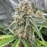 Bubble Banana Gum