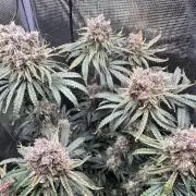 The Sweet White Candy One