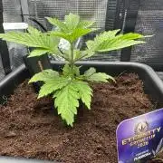 Sticky Broccoli 🥦 Eternity GrowCup