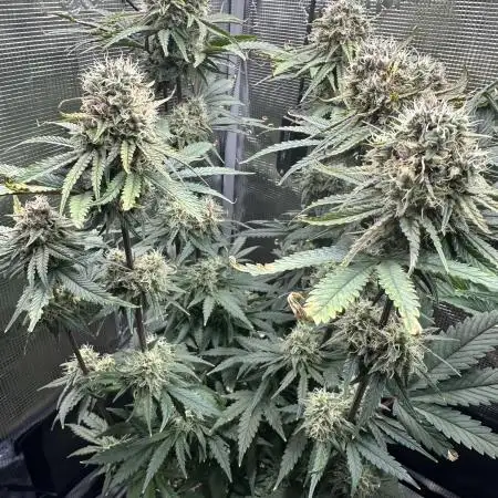 The Sweet White Candy One