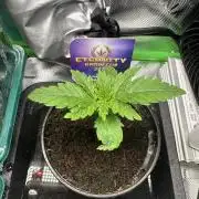 Sticky Broccoli 🥦 Eternity GrowCup