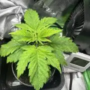 Sticky Broccoli 🥦 Eternity GrowCup