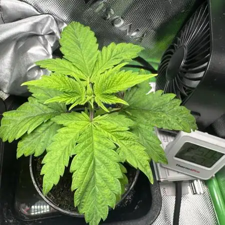 Sticky Broccoli 🥦 Eternity GrowCup