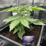 Sticky Broccoli 🥦 Eternity GrowCup