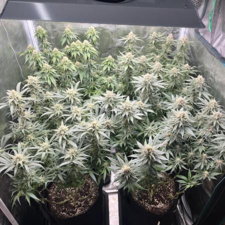 2. Mixed Grow