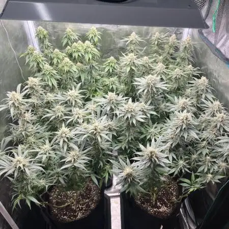 2. Mixed Grow