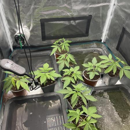 GG4 Sherbet FF 3. Grow