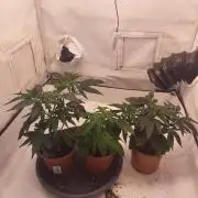 First time Clones