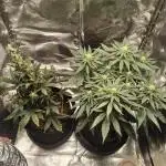 GHS Ztrawberry 🍓 & Fullgas 🏎️⛽