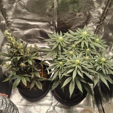 GHS Ztrawberry 🍓 & Fullgas 🏎️⛽