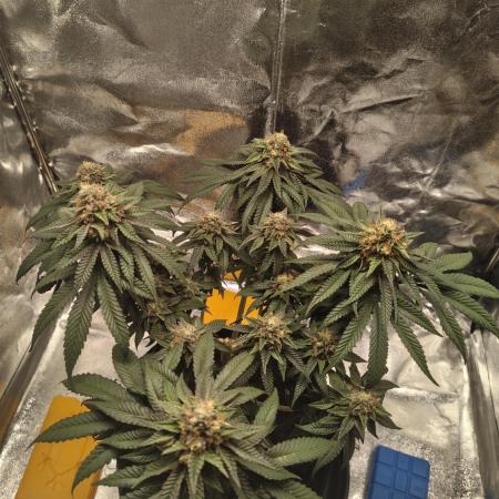 GHS Ztrawberry 🍓 & Fullgas 🏎️⛽