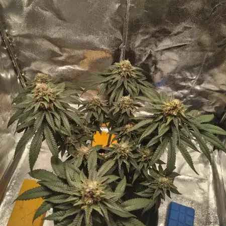 GHS Ztrawberry 🍓 & Fullgas 🏎️⛽
