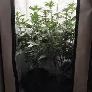 Biscotti Mintz by Barney's 🌞