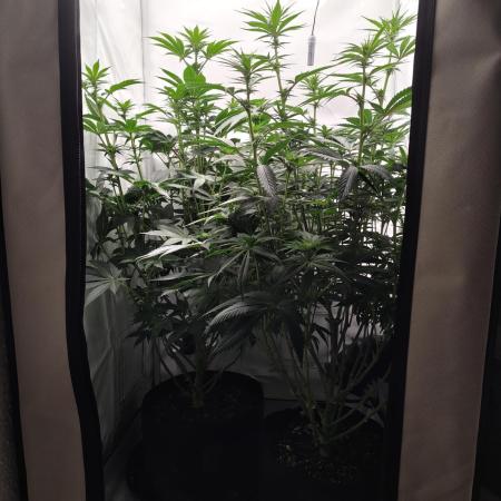 Biscotti Mintz by Barney's 🌞