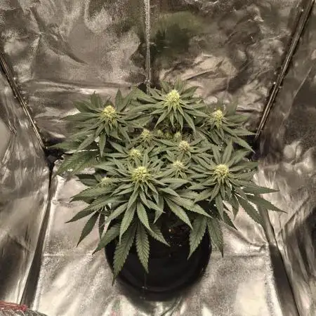 GHS Ztrawberry 🍓 & Fullgas 🏎️⛽
