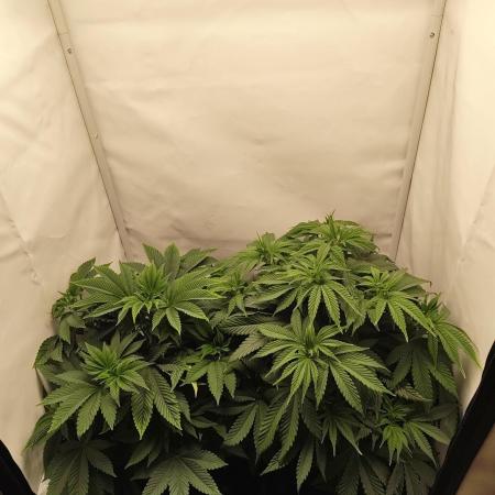 Biscotti Mintz by Barney's 🌞