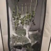 Biscotti Mintz by Barney's 🌞