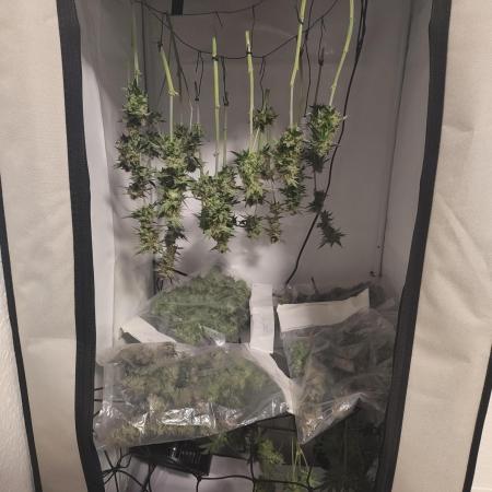 Biscotti Mintz by Barney's 🌞