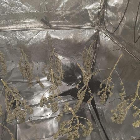 First time Indoor CBD Photos