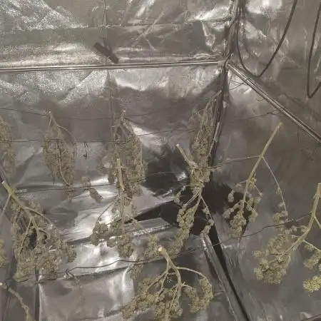 First time Indoor CBD Photos