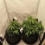 Biscotti Mintz by Barney's 🌞