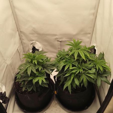 Biscotti Mintz by Barney's 🌞