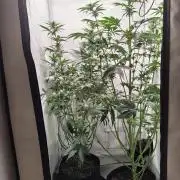 Biscotti Mintz by Barney's 🌞