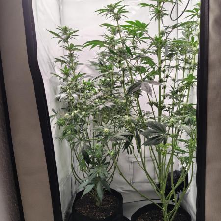 Biscotti Mintz by Barney's 🌞