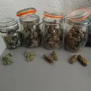 Biscotti Mintz by Barney's 🌞