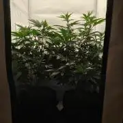 Biscotti Mintz by Barney's 🌞