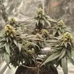 GHS Ztrawberry 🍓 & Fullgas 🏎️⛽