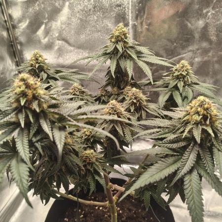 GHS Ztrawberry 🍓 & Fullgas 🏎️⛽
