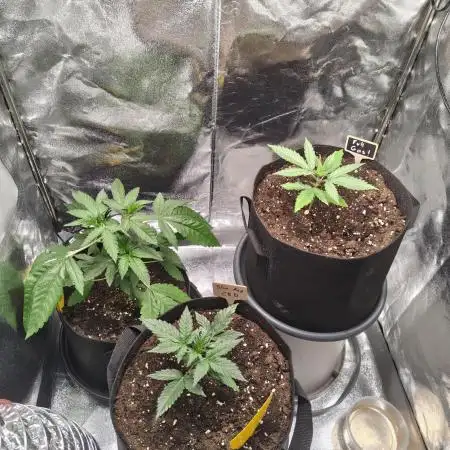 GHS Ztrawberry 🍓 & Fullgas ⛽