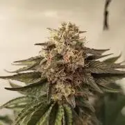 Biscotti Mintz by Barney's 🌞