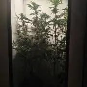 Biscotti Mintz by Barney's 🌞