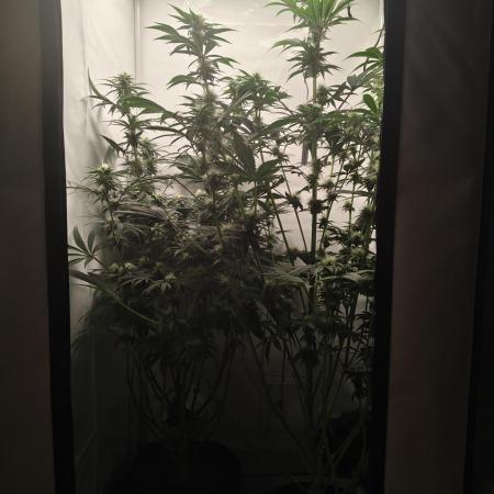 Biscotti Mintz by Barney's 🌞