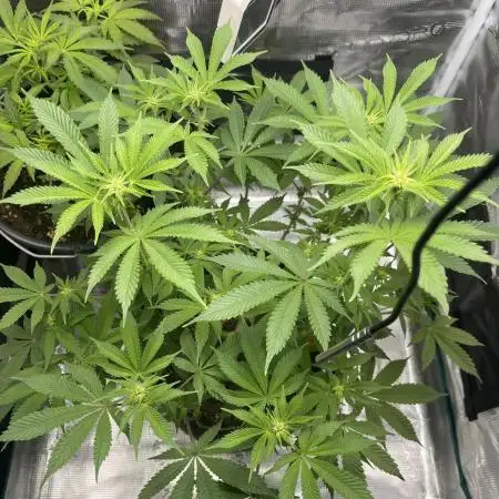 Detroit Cherries Tikimadman