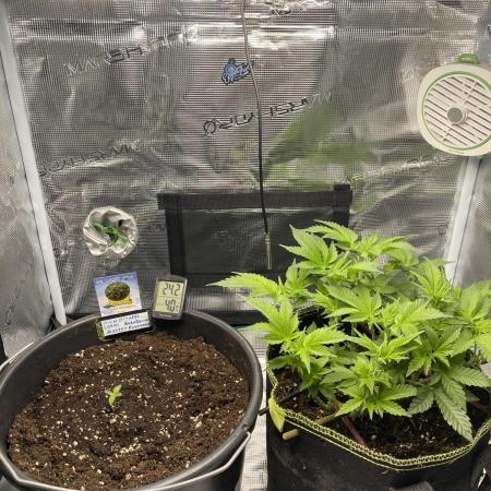 Master Pineapple Auto