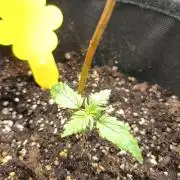 2025-11-17 Quick One in 60x60