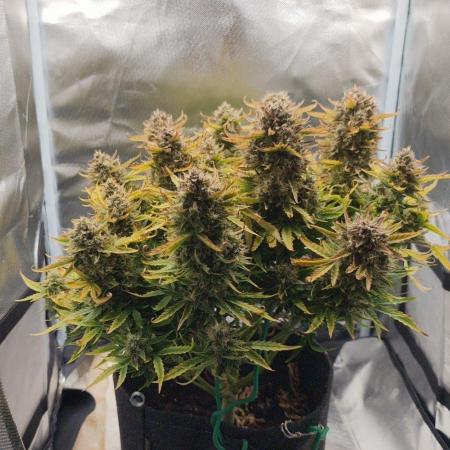 2025-11-07 Quick One