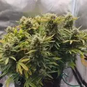 2025-11-07 Quick One