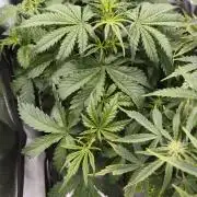 2025-11-17 Quick One in 60x60