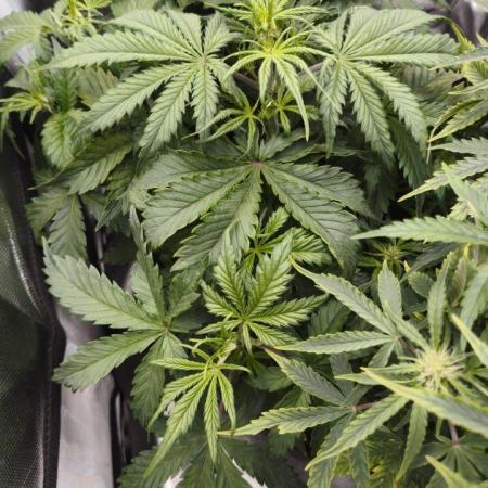 2025-11-17 Quick One in 60x60