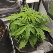 2025-11-07 Quick One